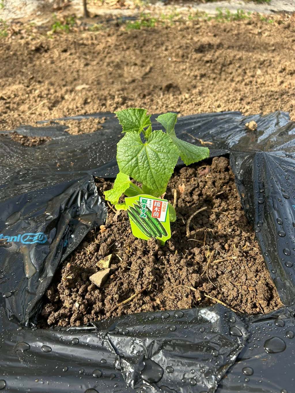 春野菜の植え付け。